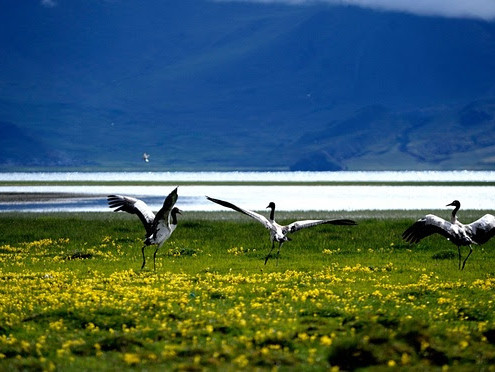 Hydropower project in eastern Himalayas will destroy migration site of ‘vulnerable’ black-necked cranes, conservationists claim.